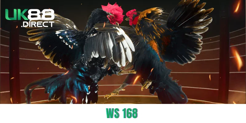 WS 168